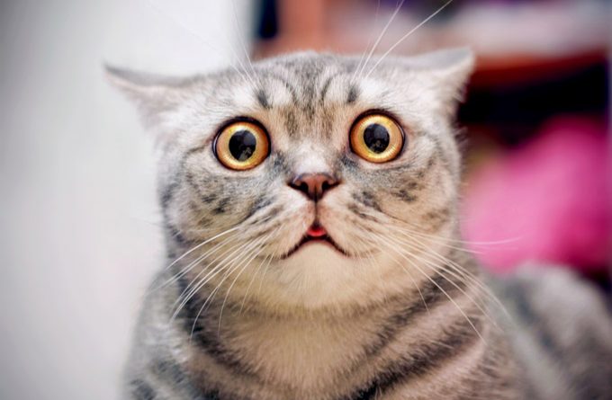 scared angry cat